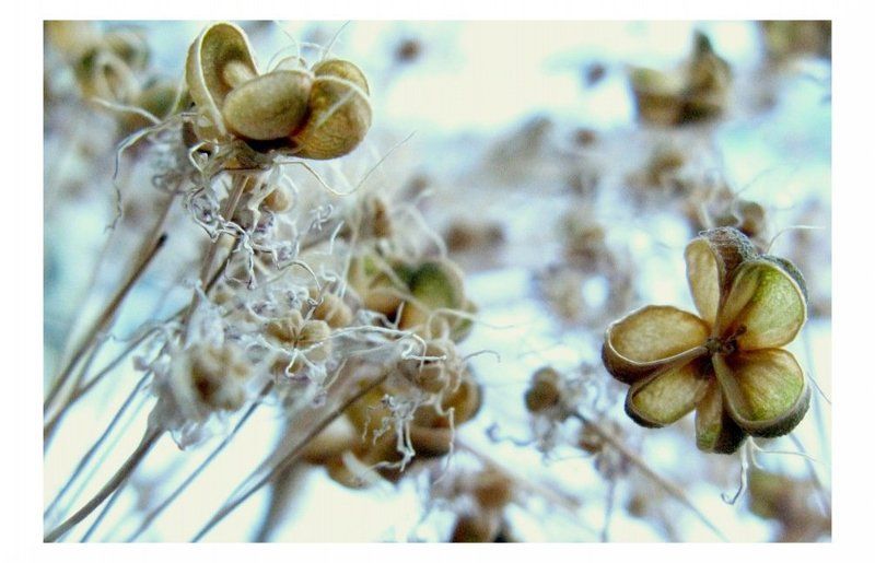 ...сurly..... фото превью