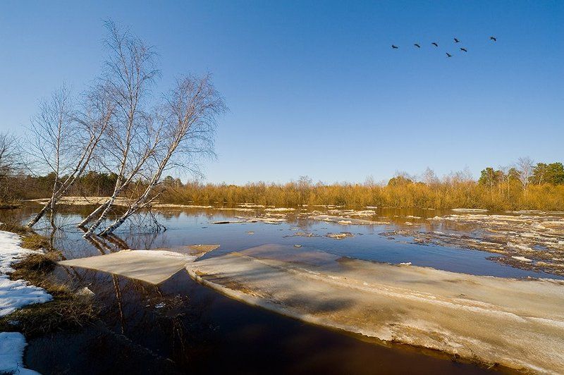 Журавли прилетели фото превью