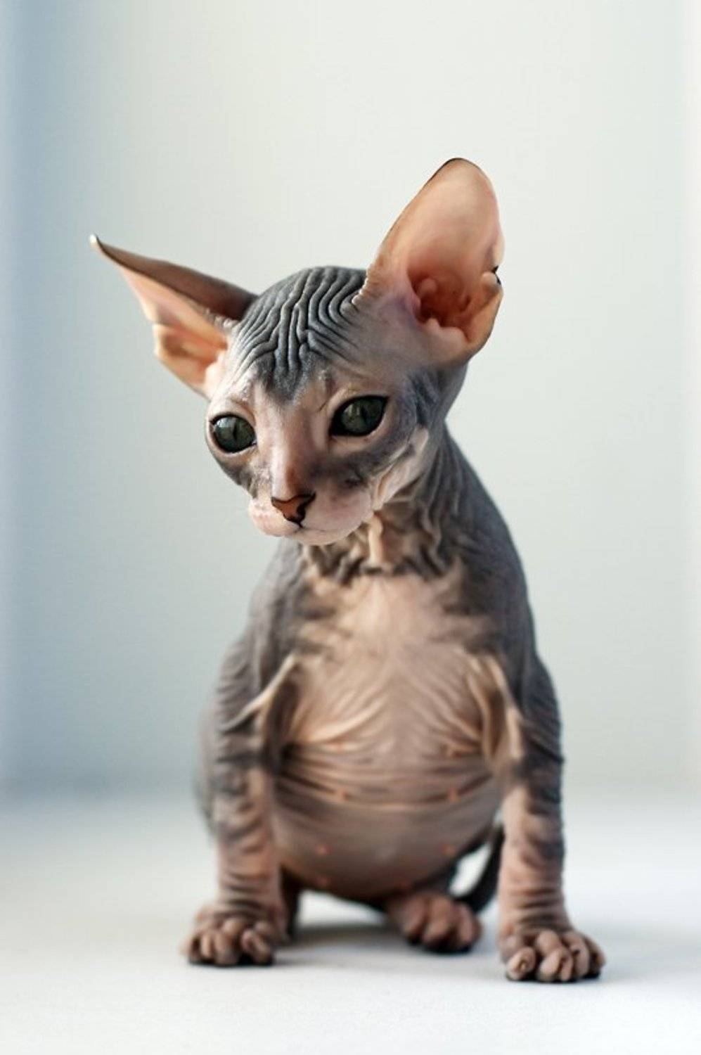 , Игорь Немилостивый