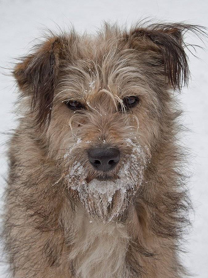 собака, бездомная, снег, глаза, Владимир Костылев