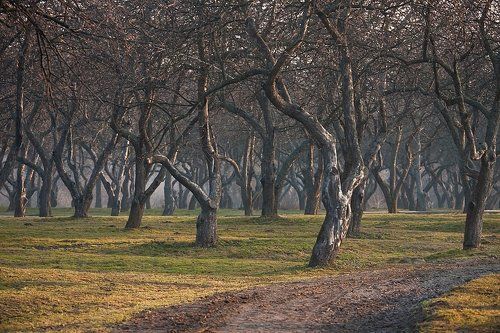 Весеннее утро в яблоневом саду