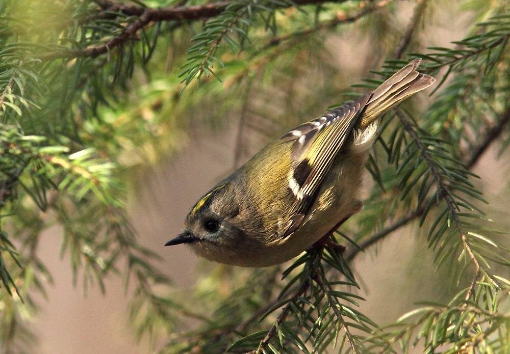 , Сергей Дорохин