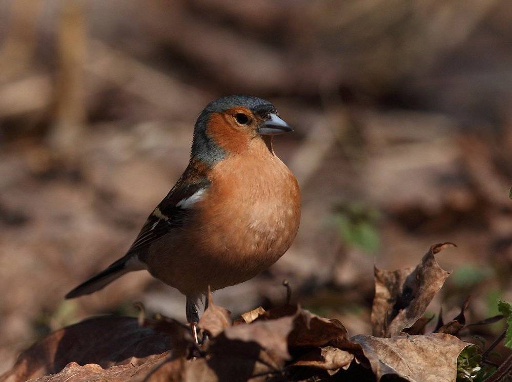 , Сергей Дорохин