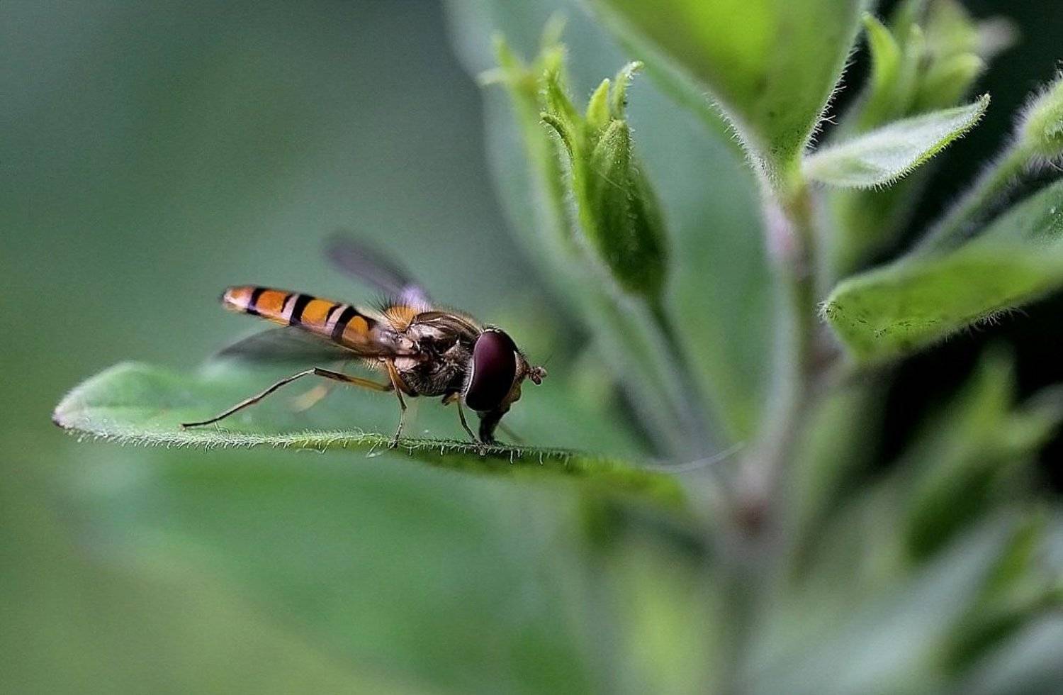 , Василий Черкасский
