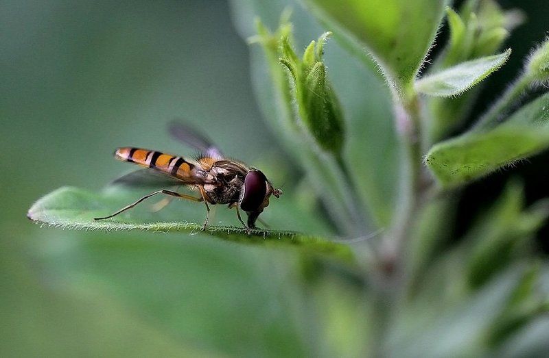 ВОДОПОЙ фото превью