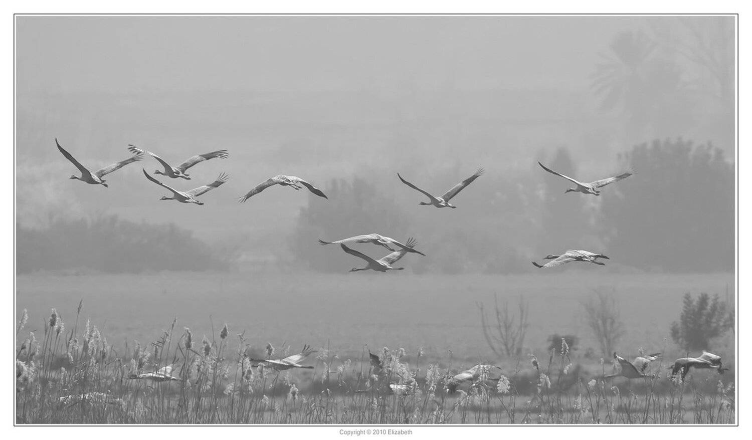 серый, журавль, grus, grus, ахула, израиль, перелетные, птицы, Elizabeth Etkind