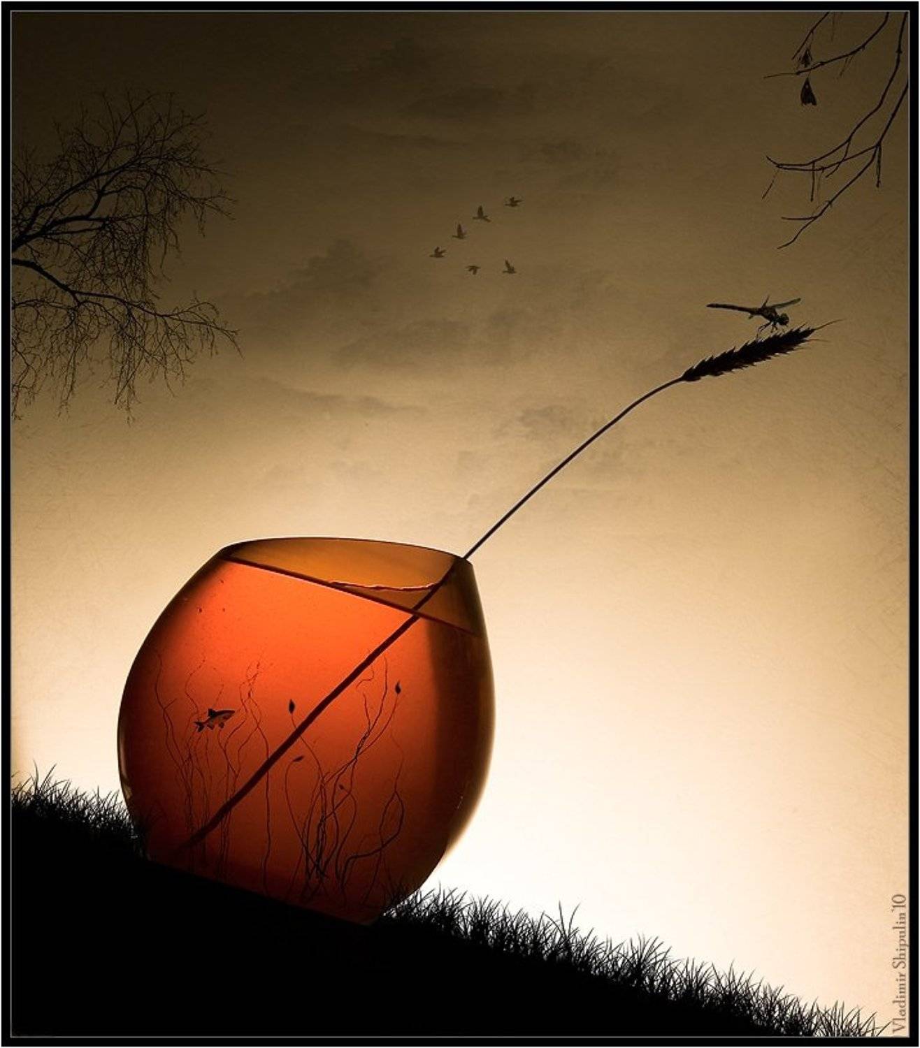 лес,озеро,коллаж,натюрморт,владимир,шипулин,рыба,стрекоза,банка, Vladim_Shipulin