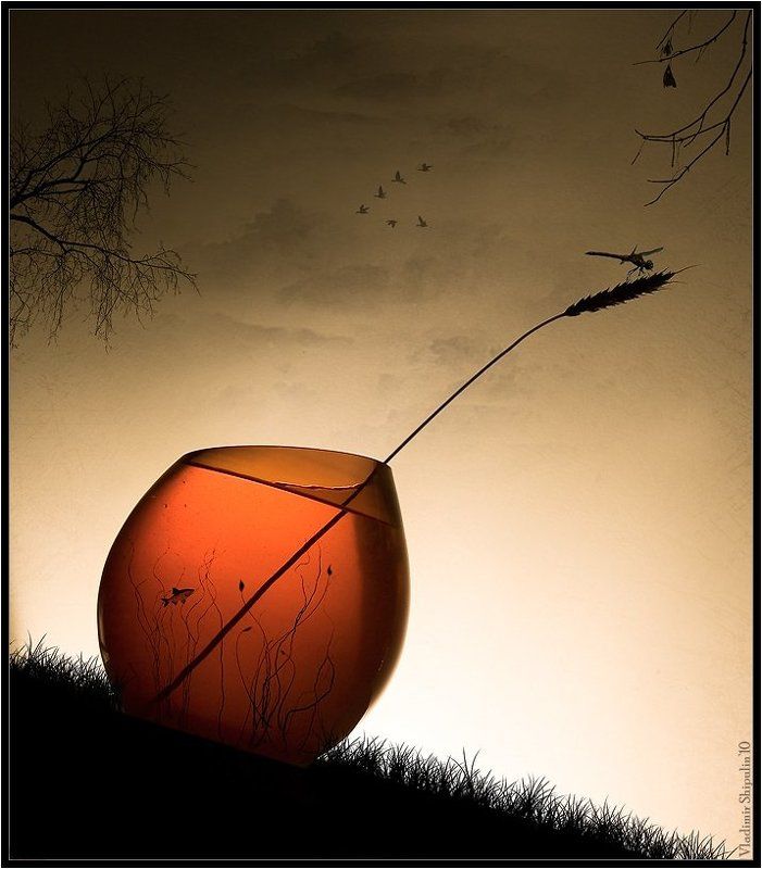 лес,озеро,коллаж,натюрморт,владимир,шипулин,рыба,стрекоза,банка Лесное озеро фото превью