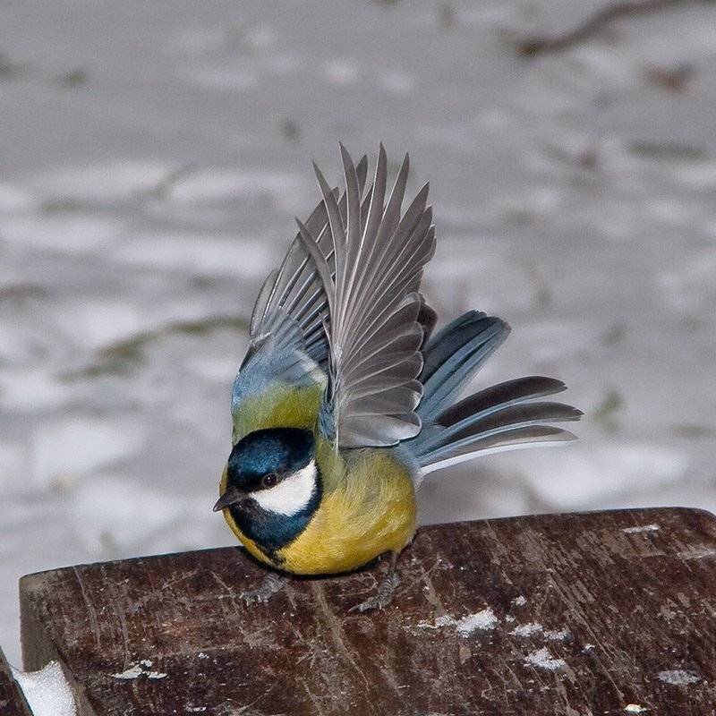 птица, синица, взлет, танец, Владимир Костылев