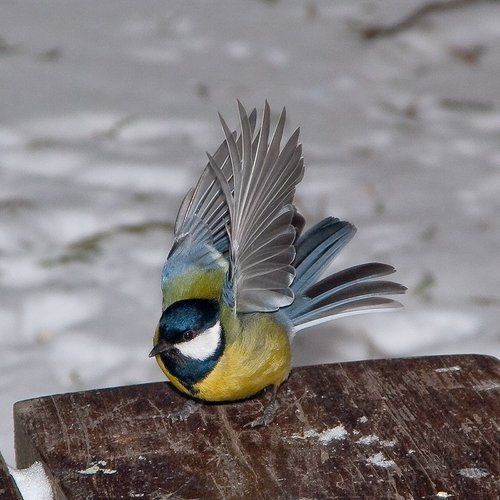 Зимние танцы