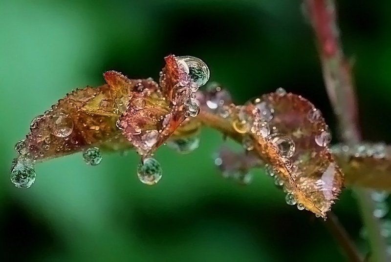 розы,дождь Дождь и розы фото превью