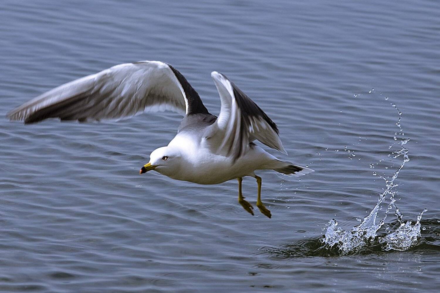 , Алексей Шлыков