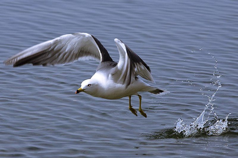низкий старт фото превью