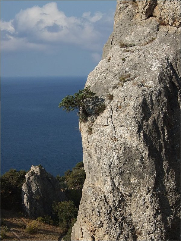 И на скалах растут деревья фото превью