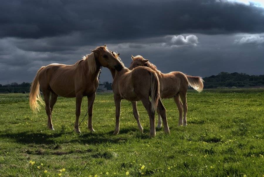 , Александр Титаренко