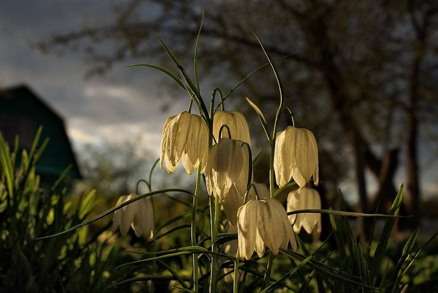 вечер, тишина, спокойствие, Yuri Ivanov