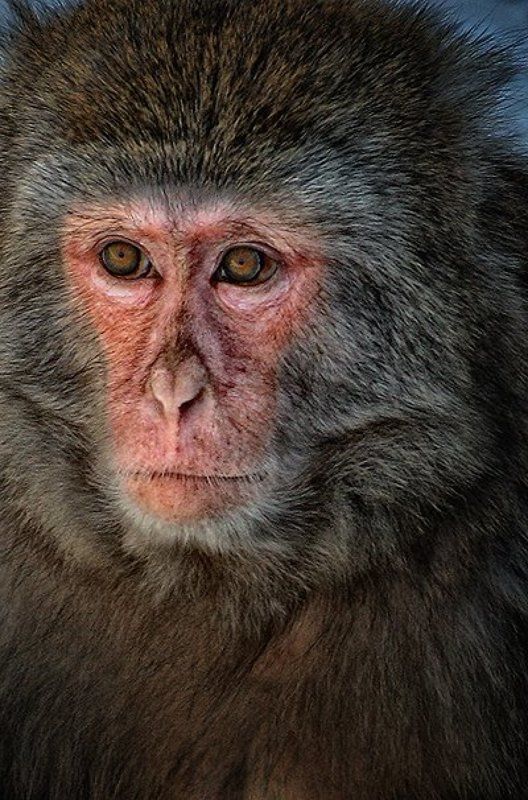 обезьяна, москва, зоопарк, взгляд Куда катится этот мир.. фото превью