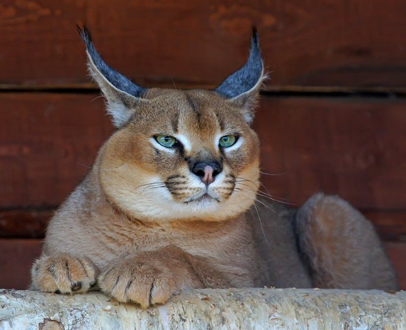 Мордатый, сытый и довольный фото превью