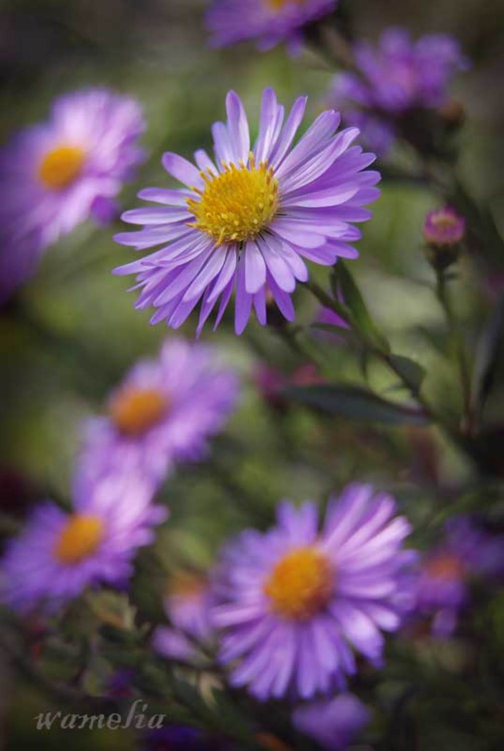 природа, цветы, лето, wamelia