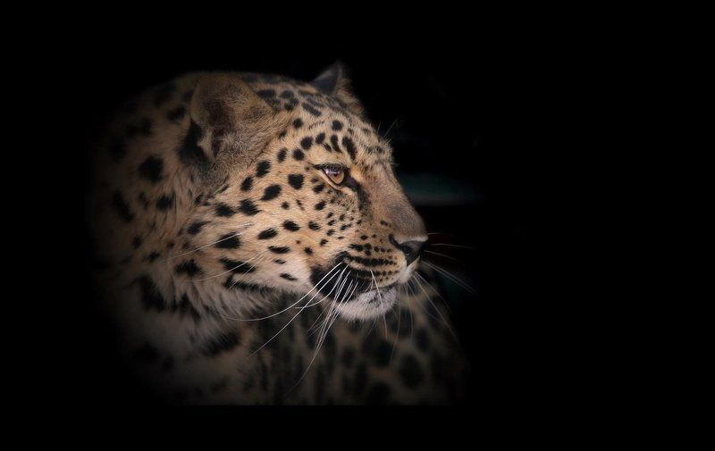 Дальневосточный леопард фото превью