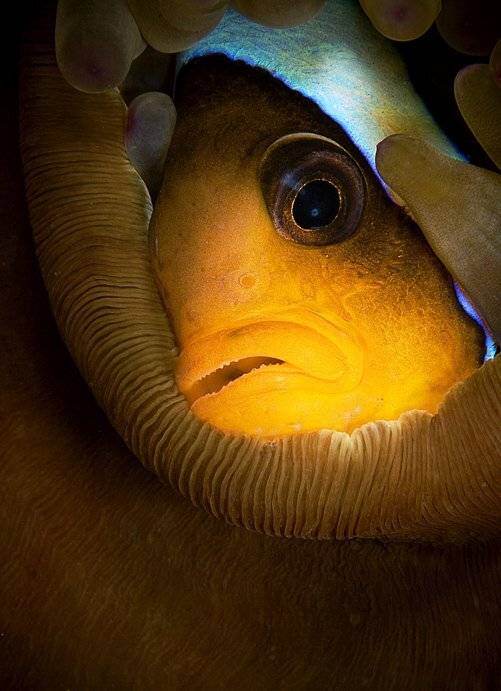 амфиприон, рыба, красное море, MAGIRUS