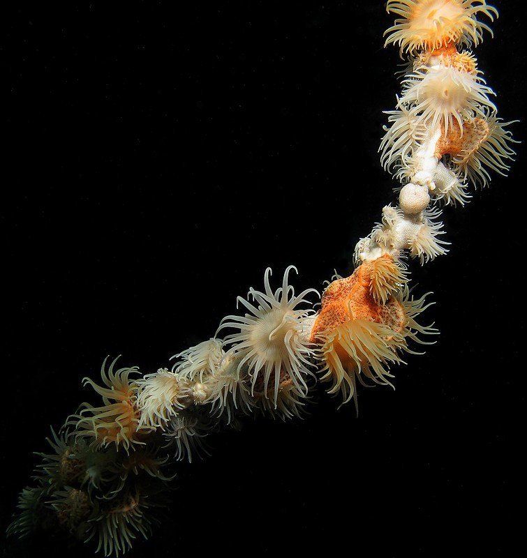 коралл, дайвинг Гирлянда фото превью