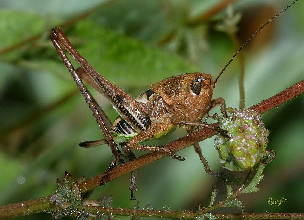 лето, трава, кузнечик, Олег Сурьянинов