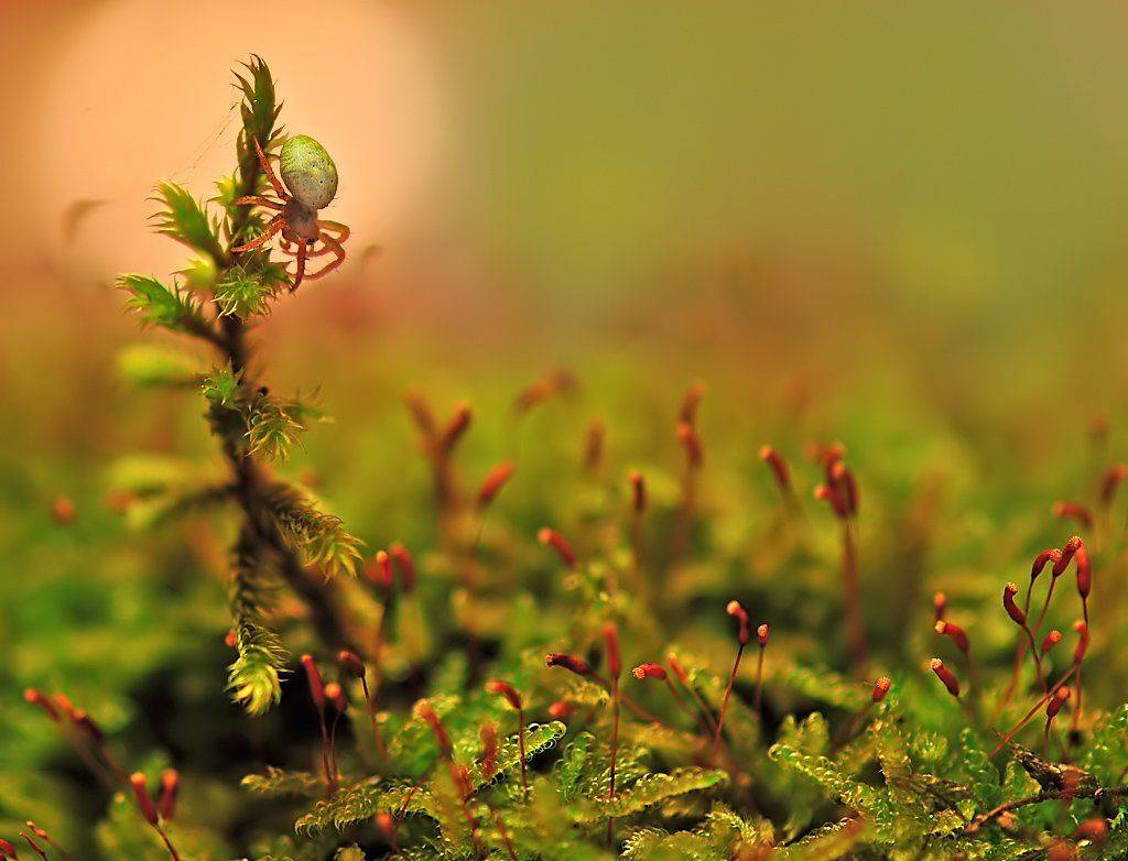 , Алёна Шевцова