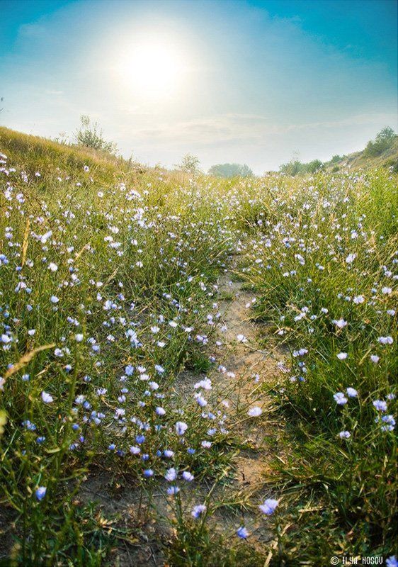 Цикорий фото превью