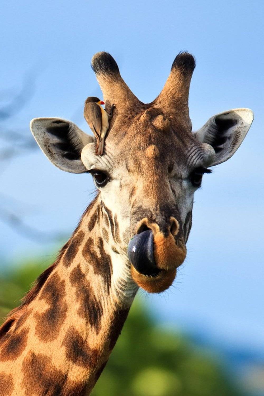 жираф, африка, танзания, сафари, Роман Мурушкин