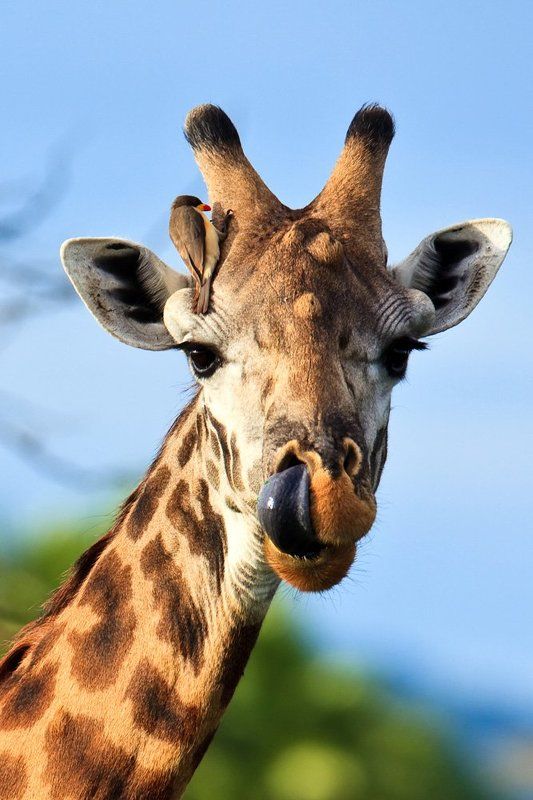 А нос я чищу сам. фото превью