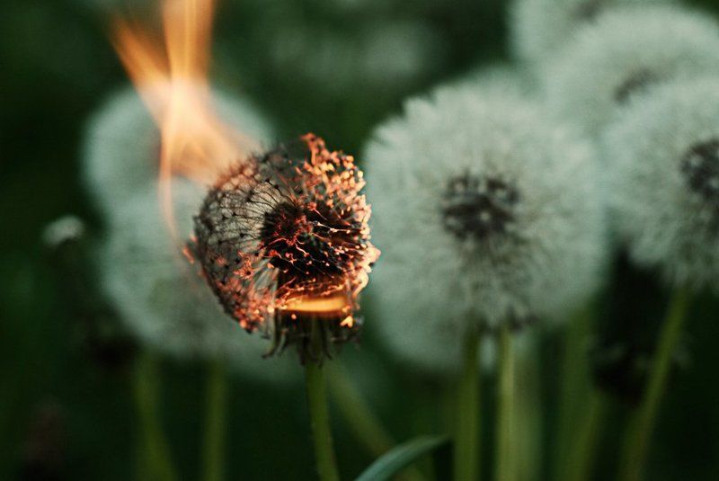 одуванчик, горит ... фото превью