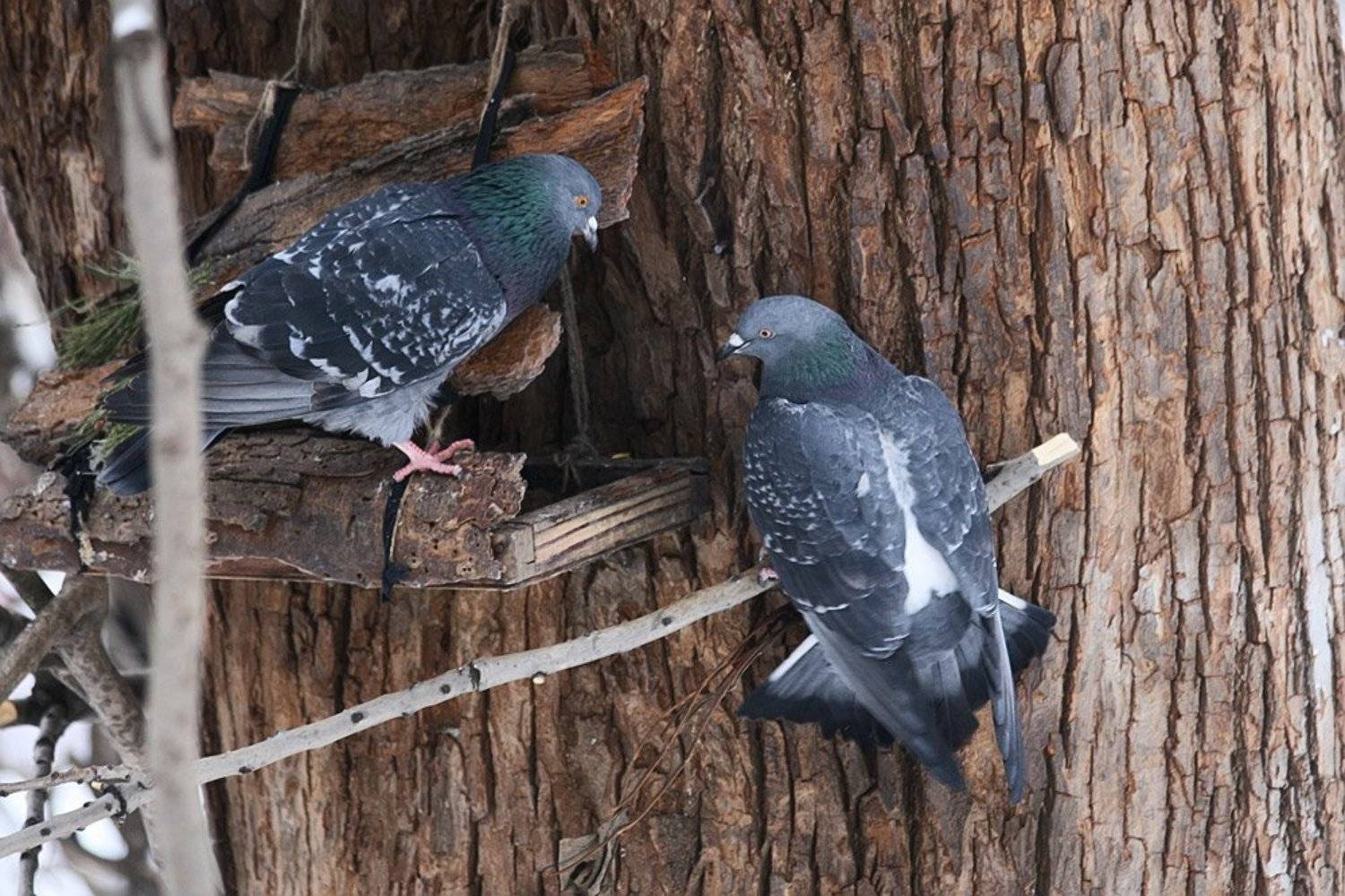 зима, голуби, кормушка, пустая, nadyk
