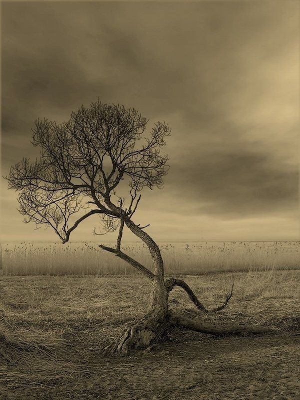 Пейзаж с деревом фото превью