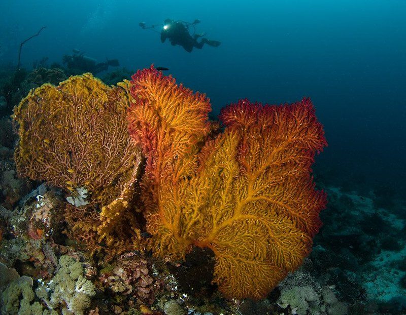 кораллы, underwater В поисках рая фото превью
