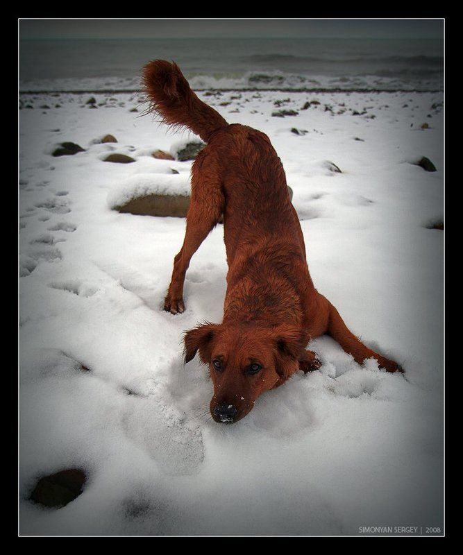 собака, море, снег \
