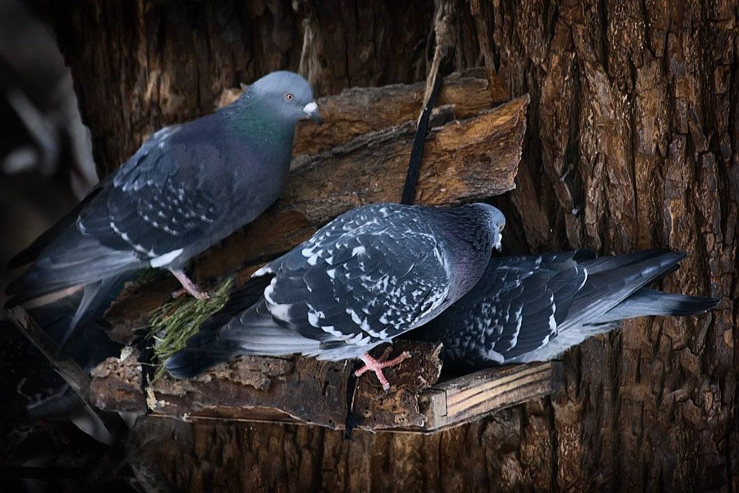 зима, голуби, кормушка, nadyk