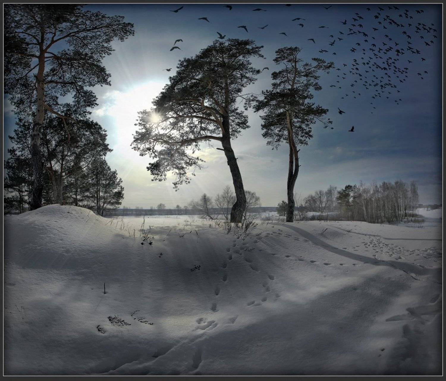 пейзаж, сосны, закат, птицы, Александр Авилов