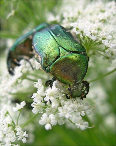 Зеленое и белое
