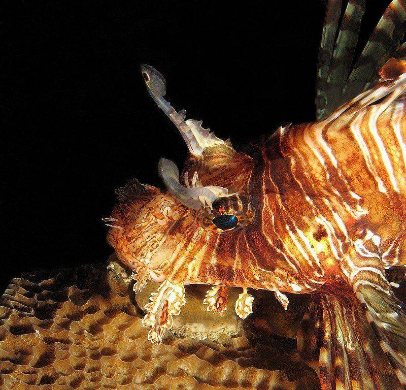 крылатка, скорпена, дайвинг, рыба, Vyacheslav Yeremeyev