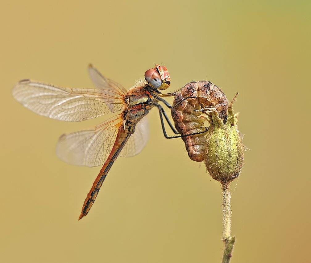 , Алёна Шевцова