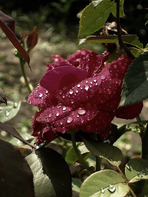 Слезы вечерней росы.... фото превью