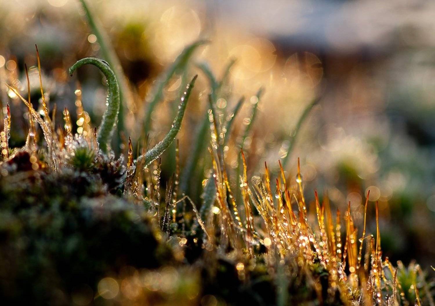 мороз, солнце, лишайники, мхи, Юлия