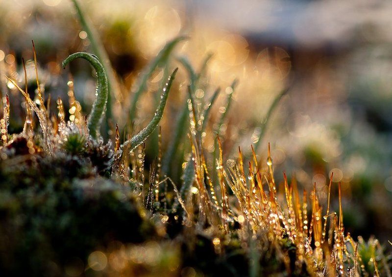 мороз, солнце, лишайники, мхи Мороз и солнце фото превью