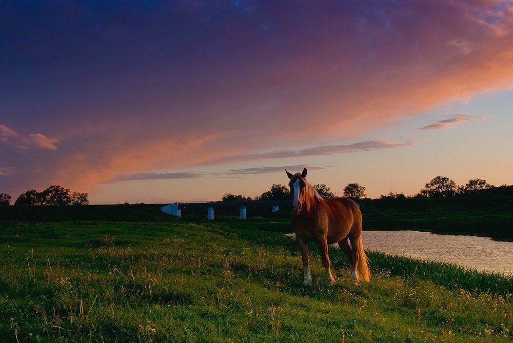 конь,закат,облака, Александр Титаренко