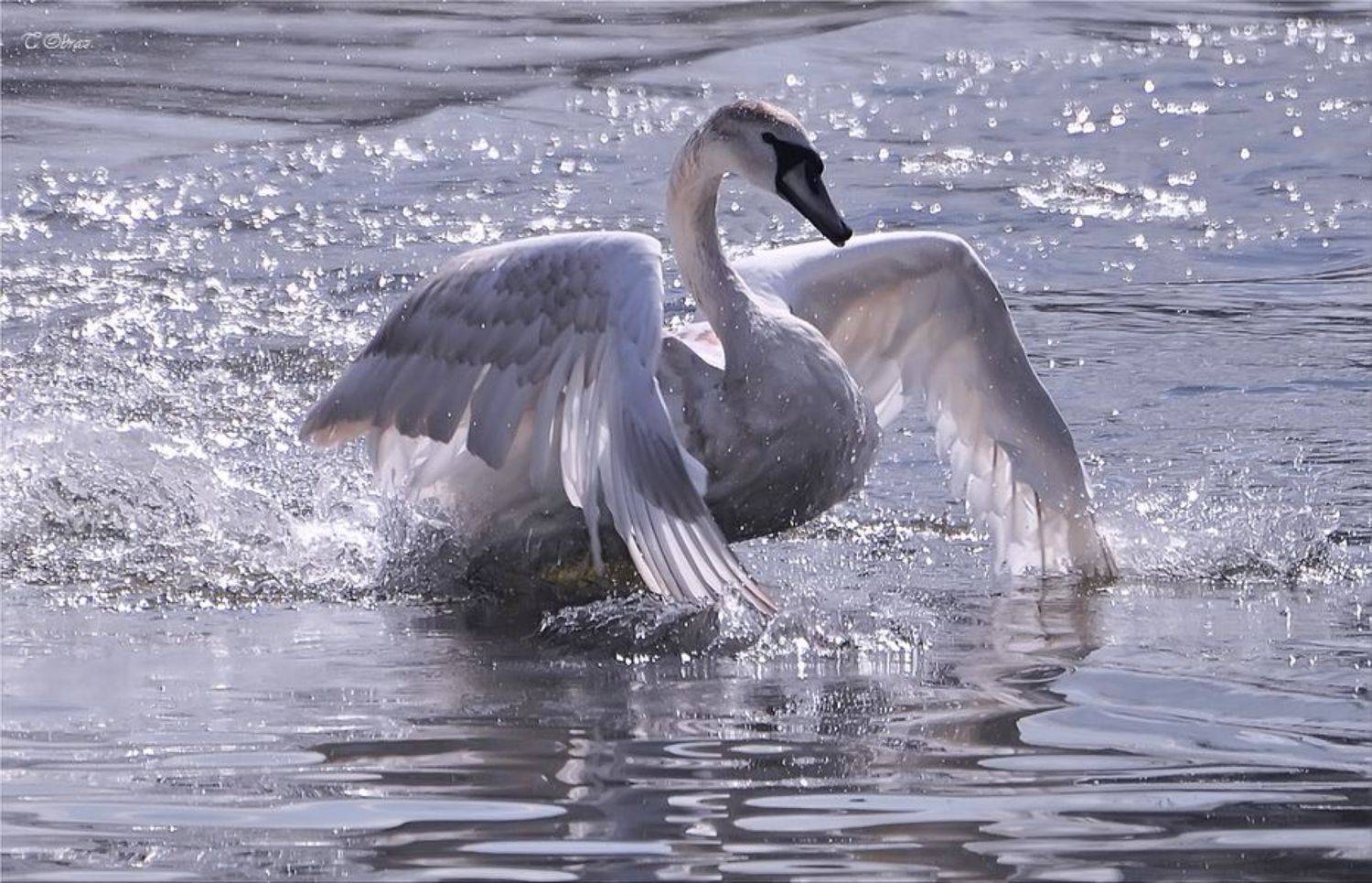 , Татьяна Образ