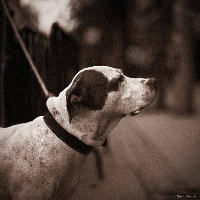 , Denis Buchel