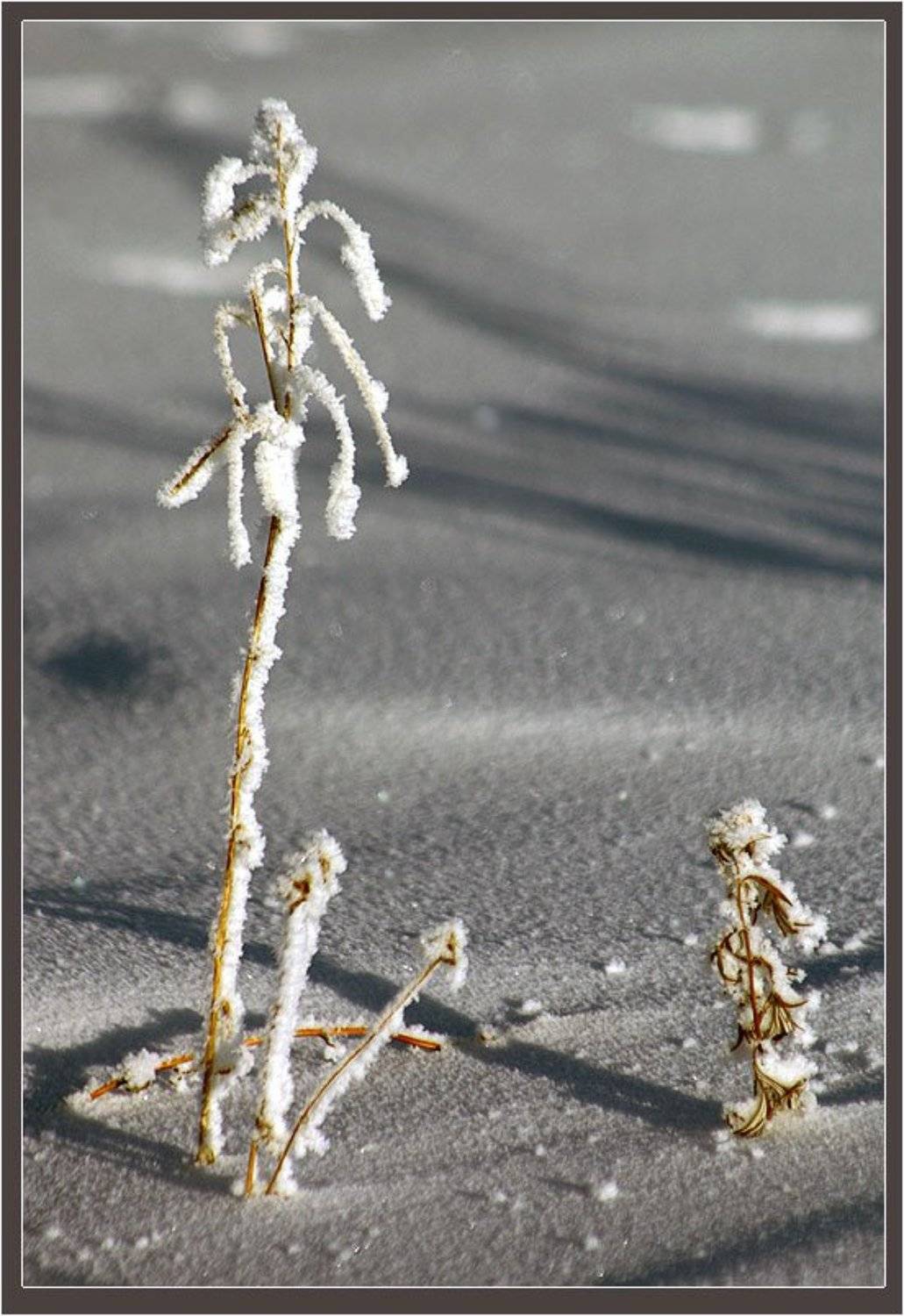 травинки, зима, Солодухин Виктор