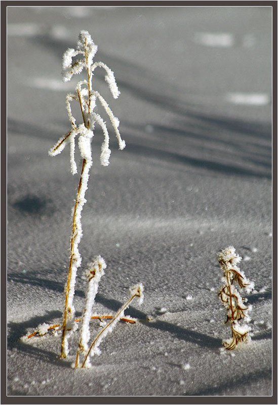 травинки, зима Травинки фото превью