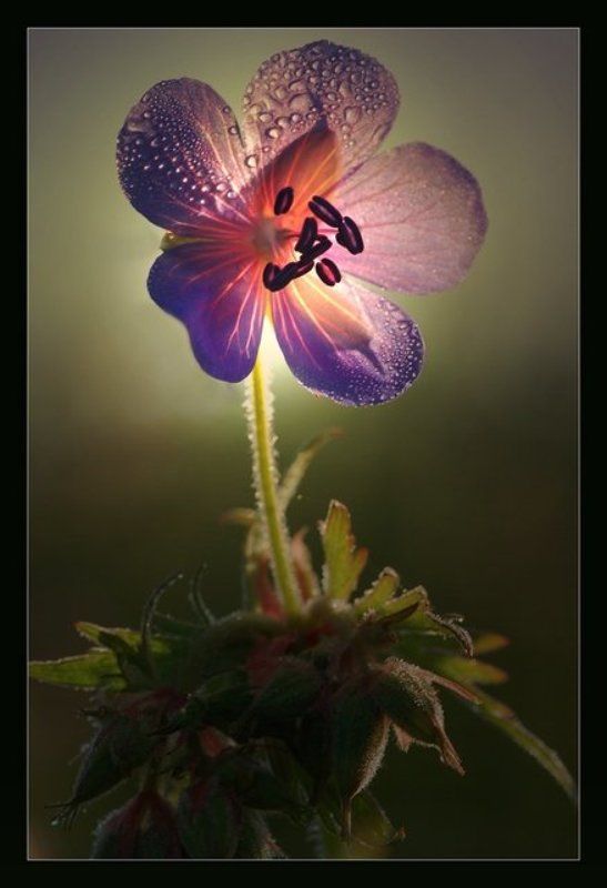 утро,цветок,болотная герань,макро На рассвете фото превью